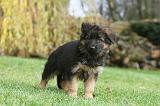 BERGER ALLEMAND 198